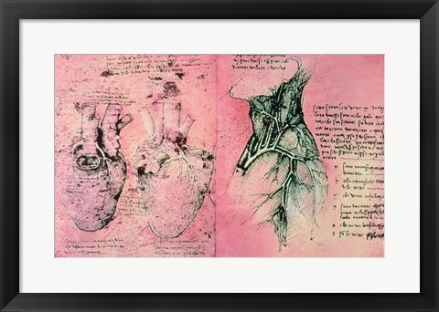 Framed Anatomical drawing of hearts and blood vessels Print