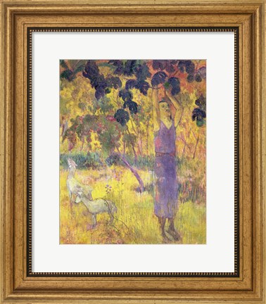 Framed Man Picking Fruit from a Tree, 1897 Print