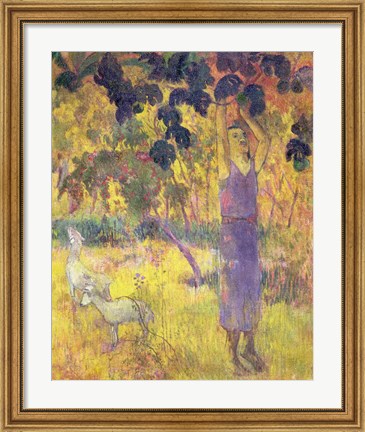 Framed Man Picking Fruit from a Tree, 1897 Print