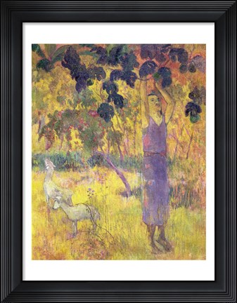 Framed Man Picking Fruit from a Tree, 1897 Print