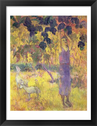 Framed Man Picking Fruit from a Tree, 1897 Print