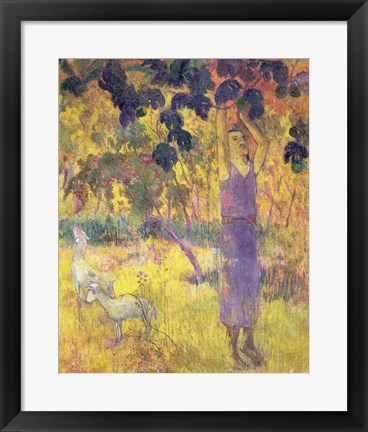 Framed Man Picking Fruit from a Tree, 1897 Print