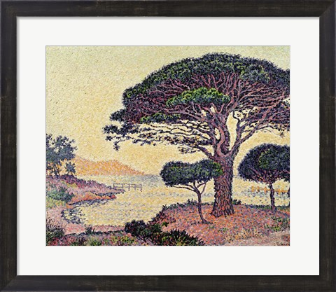Framed Umbrella Pines at Caroubiers, 1898 Print