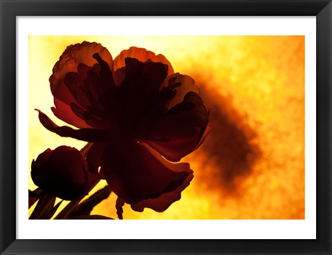 Framed Flower Print