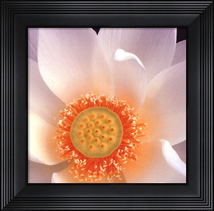 Framed Lotus I Print