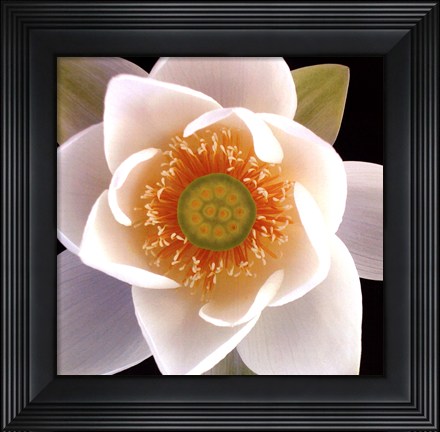 Framed Lotus II Print