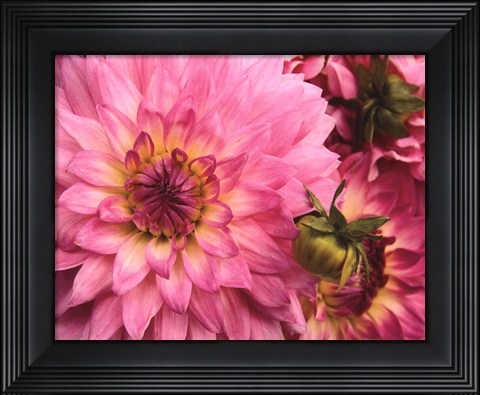 Framed Pink Dahlia Print