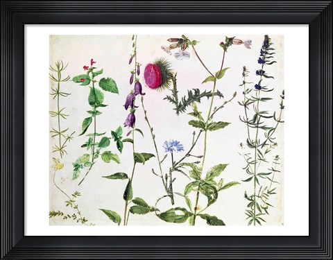 Framed Eight Studies of Wild Flowers Print