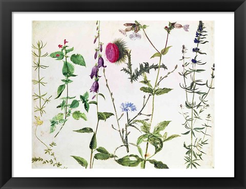 Framed Eight Studies of Wild Flowers Print