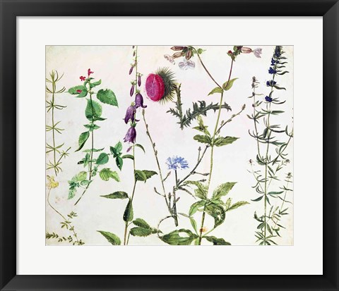 Framed Eight Studies of Wild Flowers Print