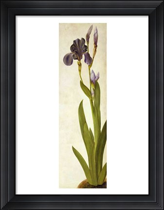 Framed Iris Print