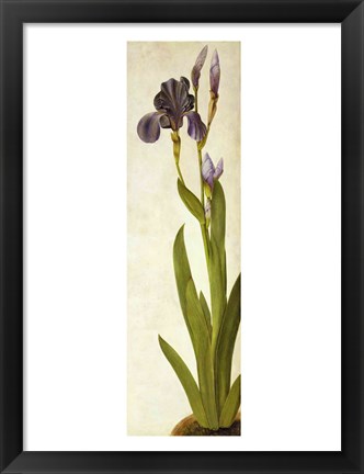 Framed Iris Print