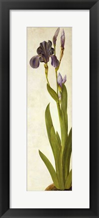 Framed Iris Print