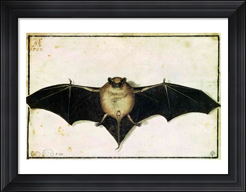 Framed Bat, 1522 Print