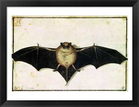 Framed Bat, 1522 Print