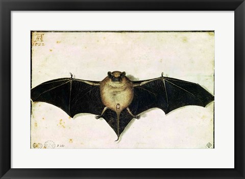 Framed Bat, 1522 Print