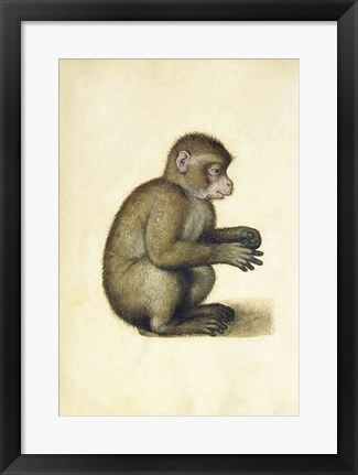 Framed Monkey Print