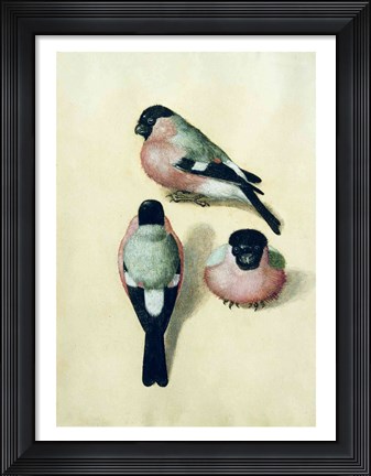 Framed Three studies of a bullfinch Print