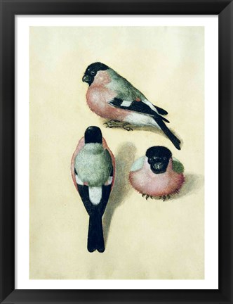 Framed Three studies of a bullfinch Print