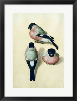 Framed Three studies of a bullfinch Print