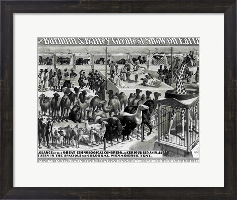 Framed &#39;The Barnum and Bailey Greatest Show On Earth&#39; Curious Animals Print