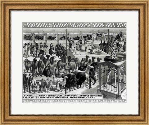 Framed &#39;The Barnum and Bailey Greatest Show On Earth&#39; Curious Animals Print