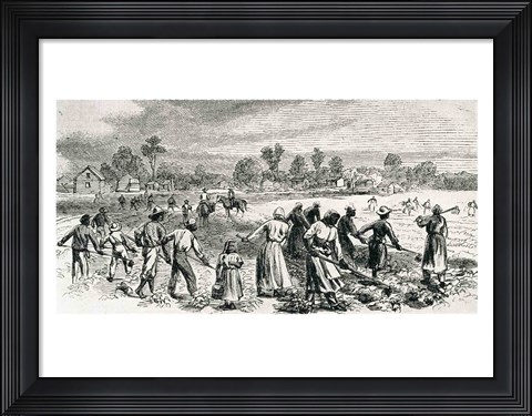 Framed Labour in the Cotton Fields, Hoeing the Young Plants Print
