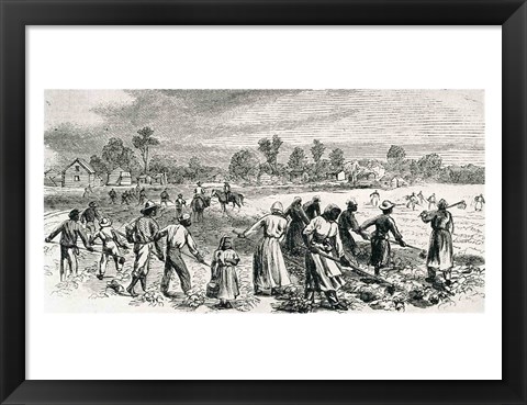 Framed Labour in the Cotton Fields, Hoeing the Young Plants Print