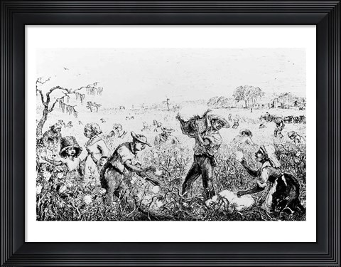 Framed Picking Cotton on a Southern Plantation Print