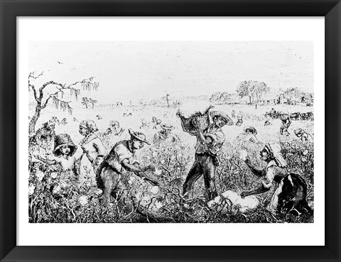 Framed Picking Cotton on a Southern Plantation Print