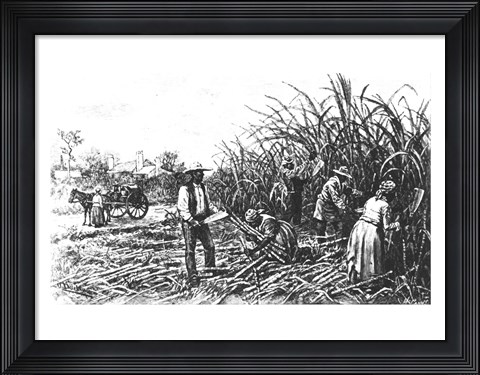 Framed Cutting Sugar Cane in the South Print
