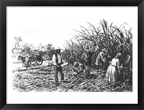 Framed Cutting Sugar Cane in the South Print