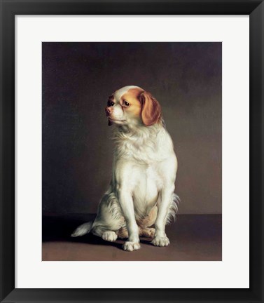 Framed Portrait of a King Charles Spaniel Print