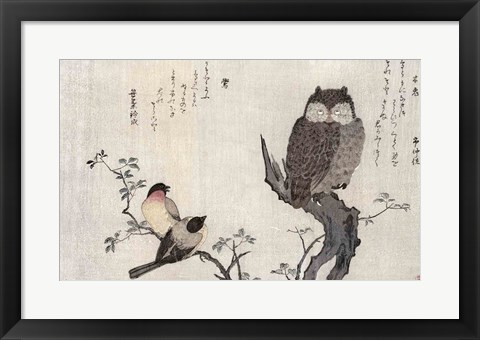 Framed Owl and two Eastern Bullfinches Print