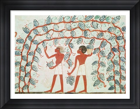 Framed Picking grapes, from the Tomb of Nakht Print
