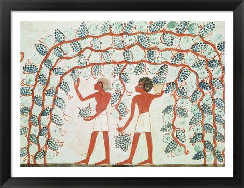 Framed Picking grapes, from the Tomb of Nakht Print