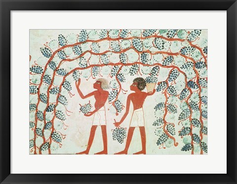 Framed Picking grapes, from the Tomb of Nakht Print