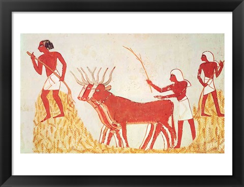 Framed Using cows to trample wheat, from the Tomb of Menna Print