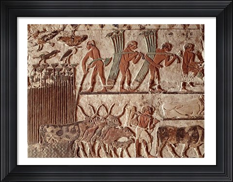 Framed Harvesting papyrus and a group of cows, Old Kingdom Print