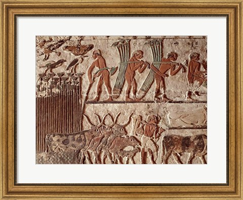 Framed Harvesting papyrus and a group of cows, Old Kingdom Print
