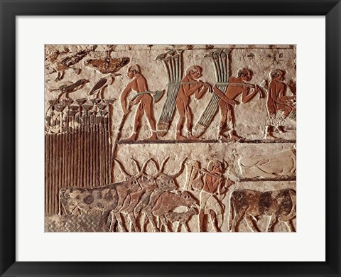 Framed Harvesting papyrus and a group of cows, Old Kingdom Print