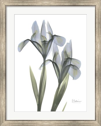 Framed Blue Floral X-ray Iris Print