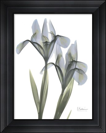 Framed Blue Floral X-ray Iris Print