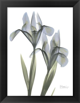 Framed Blue Floral X-ray Iris Print