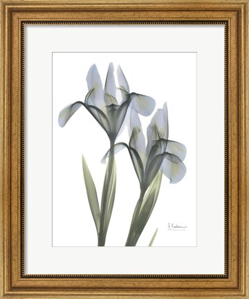 Framed Blue Floral X-ray Iris Print