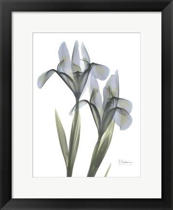 Framed Blue Floral X-ray Iris Print