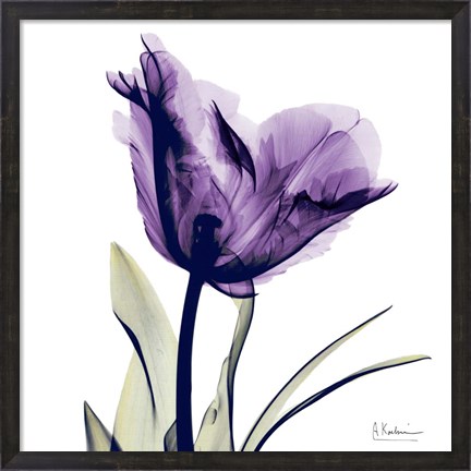 Framed X-ray Royal Purple Parrot Tulip Print