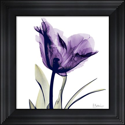 Framed X-ray Royal Purple Parrot Tulip Print