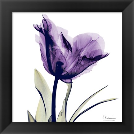 Framed X-ray Royal Purple Parrot Tulip Print