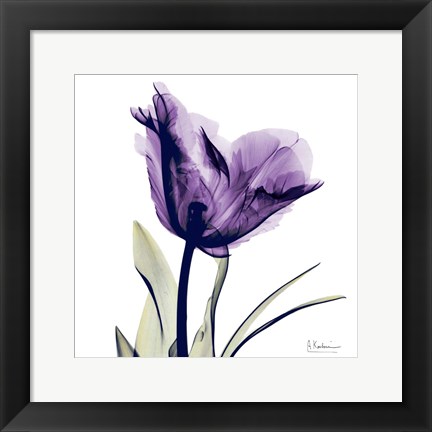 Framed X-ray Royal Purple Parrot Tulip Print